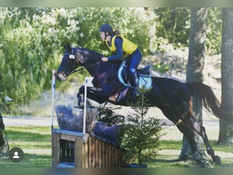 Österreichisches Warmblut Wallach 18 Jahre 164 cm Rappe in Eugendorf