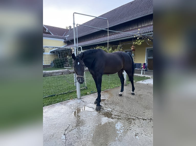 Österreichisches Warmblut Wallach 18 Jahre 173 cm Dunkelbrauner in Neuhofen an der Ybbs