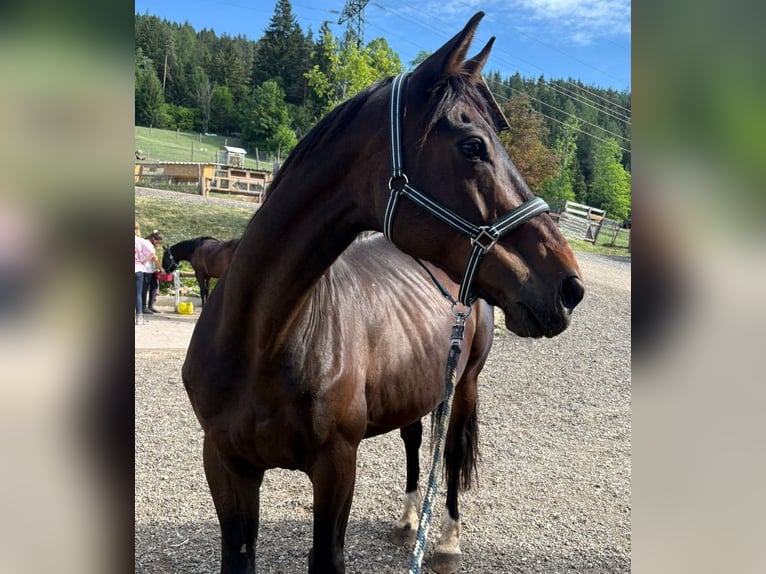 Österreichisches Warmblut Wallach 19 Jahre 165 cm Dunkelbrauner in Leoben