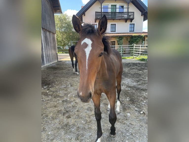 Österreichisches Warmblut Wallach 1 Jahr 175 cm Brauner in Handenberg