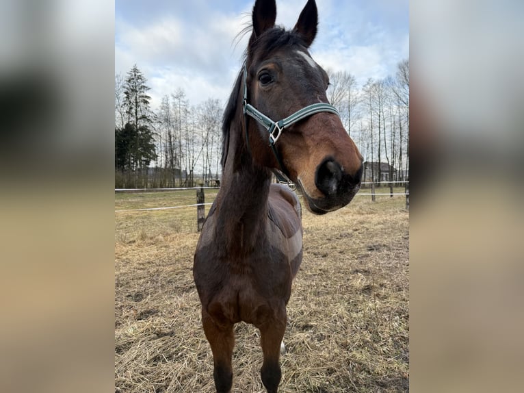 Österreichisches Warmblut Wallach 20 Jahre 165 cm Brauner in Peuerbach
