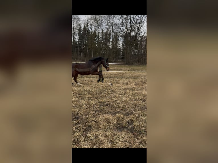Österreichisches Warmblut Wallach 20 Jahre 165 cm Brauner in Peuerbach