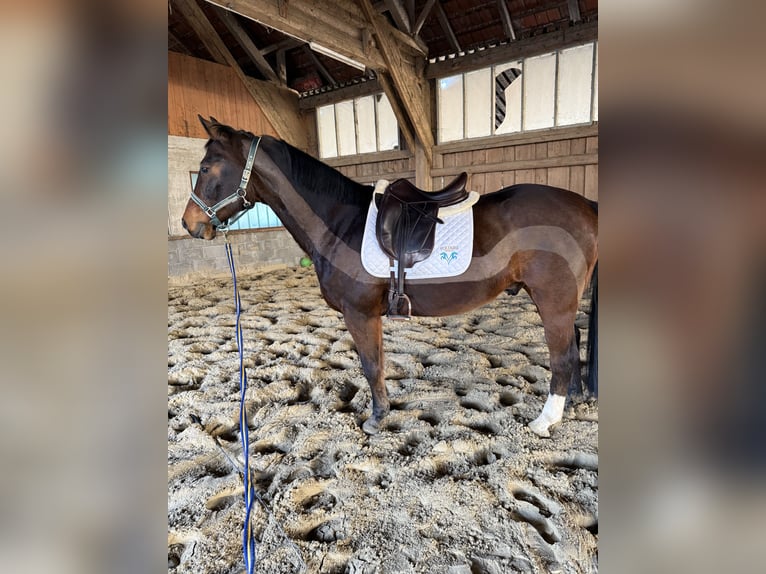 Österreichisches Warmblut Wallach 20 Jahre 165 cm Brauner in Peuerbach