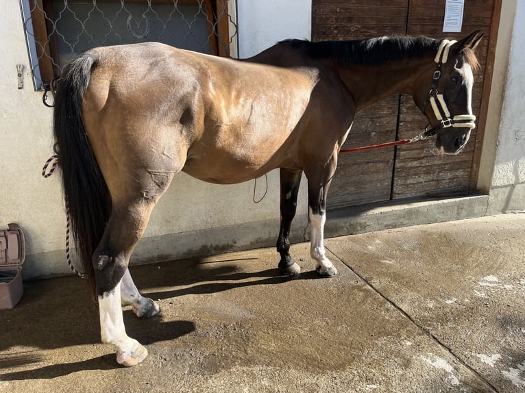 Österreichisches Warmblut Wallach 21 Jahre 170 cm Brauner in Vandans