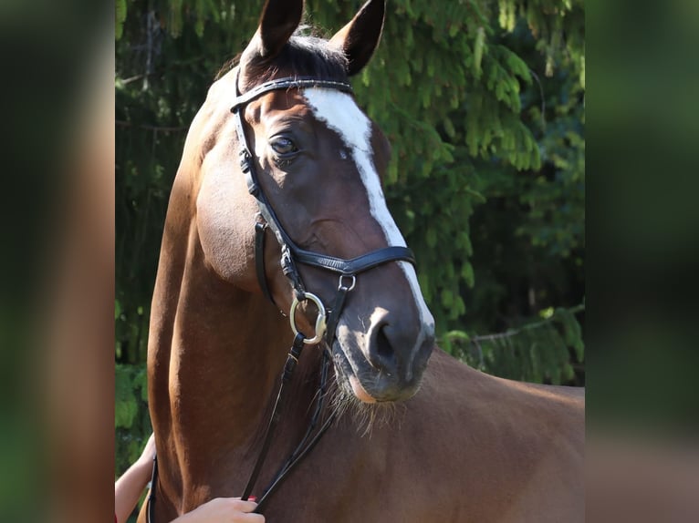 Österreichisches Warmblut Wallach 21 Jahre 170 cm Brauner in Vandans
