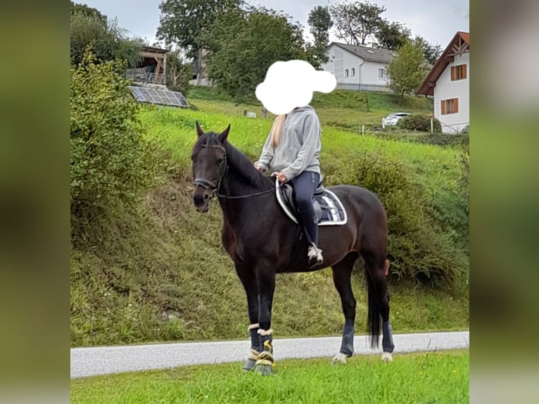 Österreichisches Warmblut Mix Wallach 21 Jahre in Stubenberg