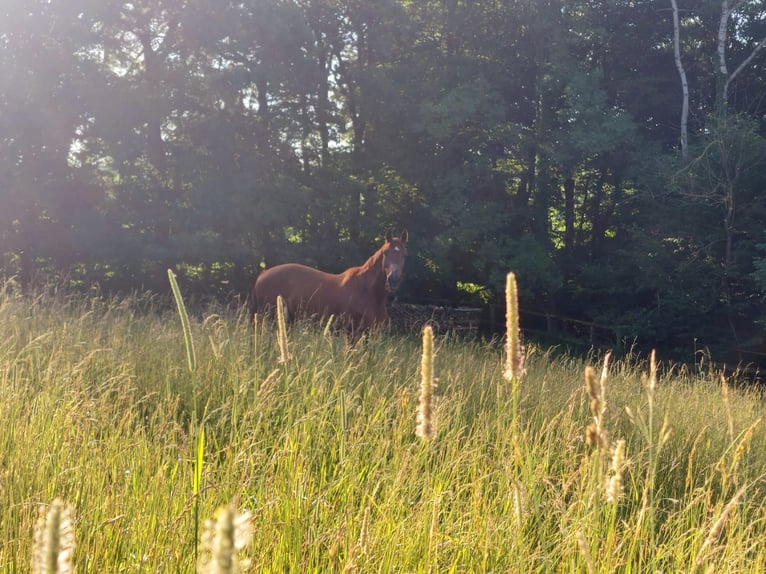Österreichisches Warmblut Wallach 21 Jahre Fuchs in Mitterfeld