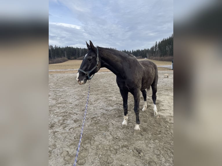 Österreichisches Warmblut Wallach 22 Jahre 178 cm Rappe in Glödnitz