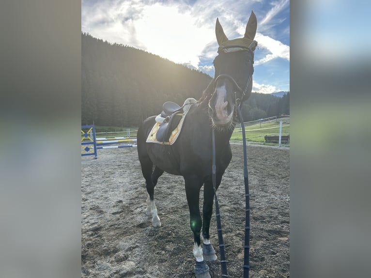 Österreichisches Warmblut Wallach 22 Jahre 178 cm Rappe in Glödnitz