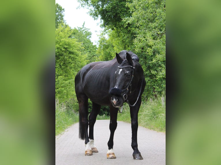 Österreichisches Warmblut Wallach 23 Jahre 176 cm Rappe in Haan