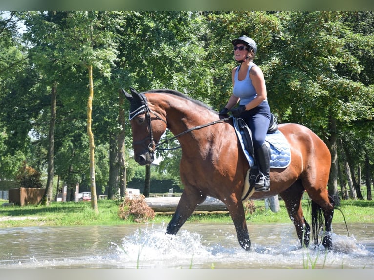 Österreichisches Warmblut Wallach 23 Jahre 178 cm Brauner in Lohnsburg