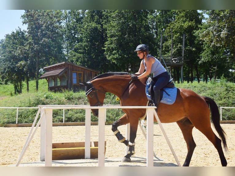 Österreichisches Warmblut Wallach 24 Jahre 178 cm Brauner in Lohnsburg
