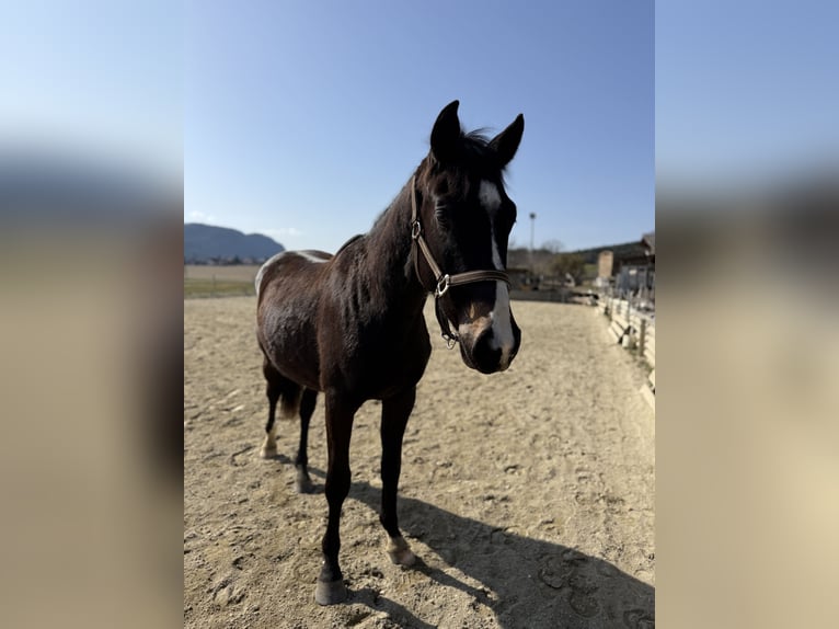 Österreichisches Warmblut Wallach 2 Jahre 156 cm Dunkelbrauner in Klagenfurt