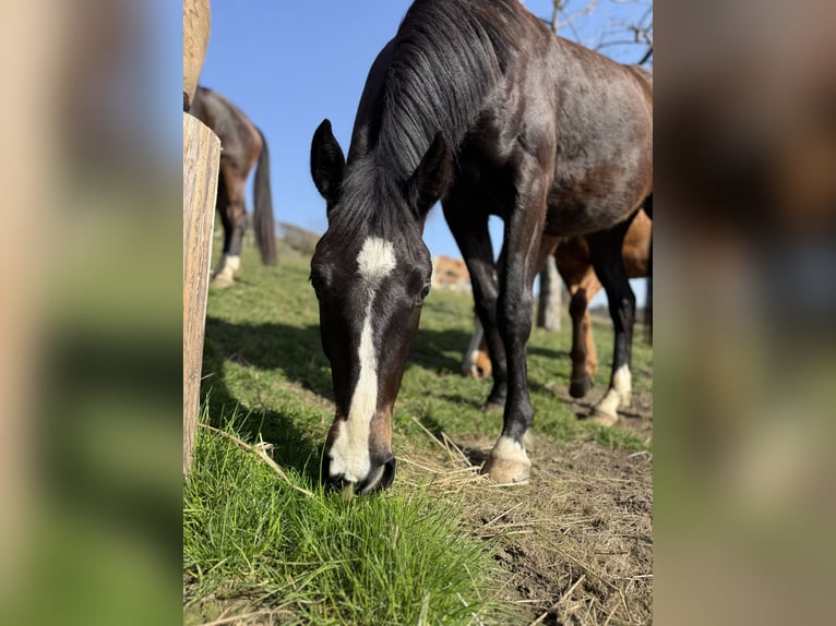 Österreichisches Warmblut Wallach 2 Jahre 156 cm Dunkelbrauner in Klagenfurt