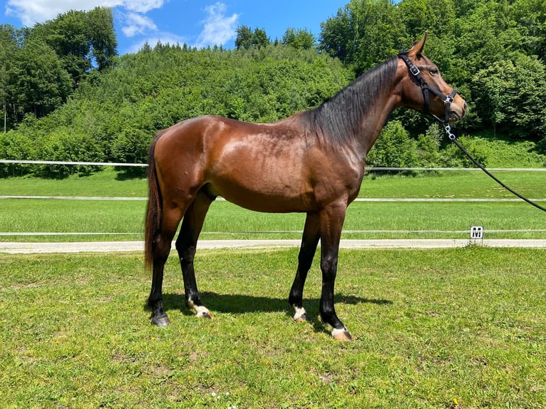 Österreichisches Warmblut Wallach 2 Jahre 160 cm Brauner in Attnang Puchheim