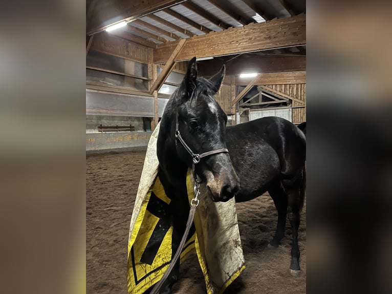 Österreichisches Warmblut Wallach 2 Jahre 165 cm Dunkelbrauner in Neuhofen an der Ybbs