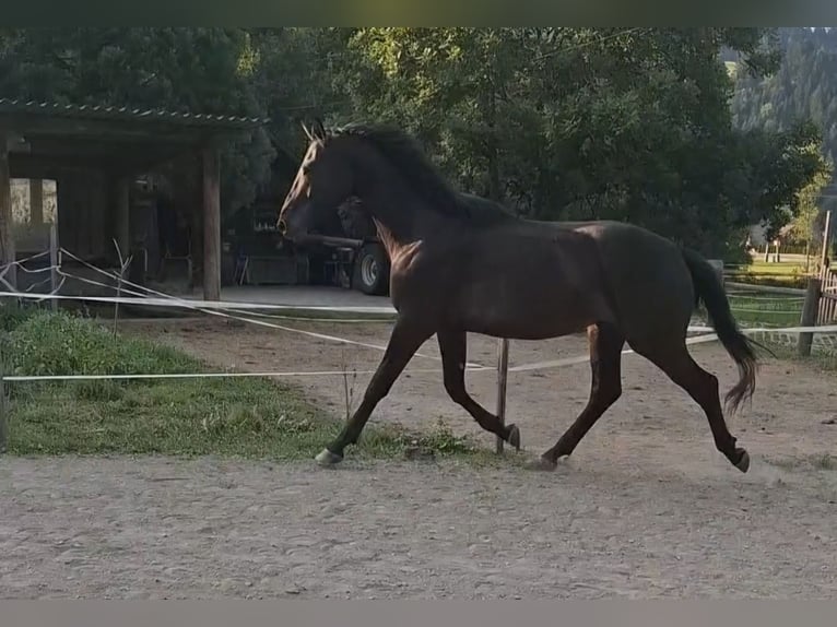 Österreichisches Warmblut Wallach 2 Jahre 165 cm Rappe in Sutsch