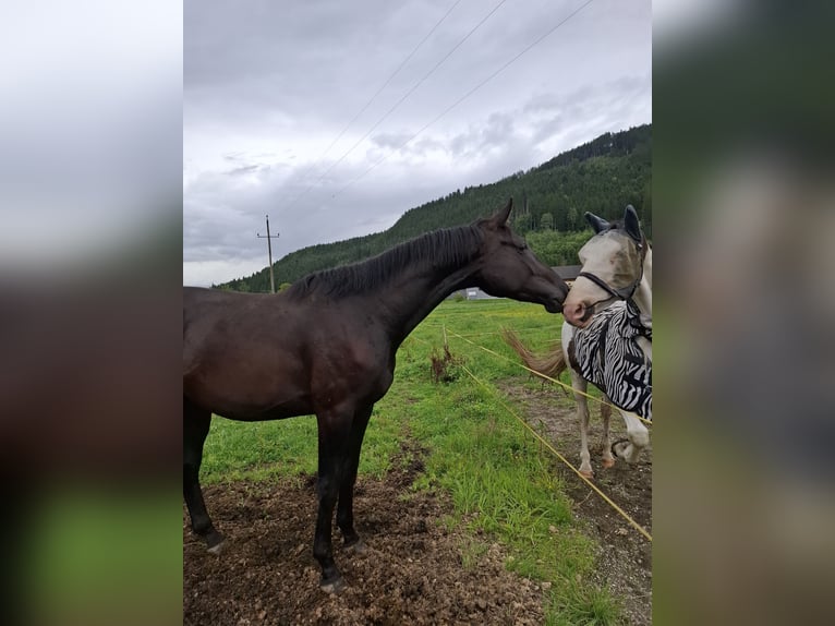 Österreichisches Warmblut Wallach 2 Jahre 165 cm Rappe in Sutsch