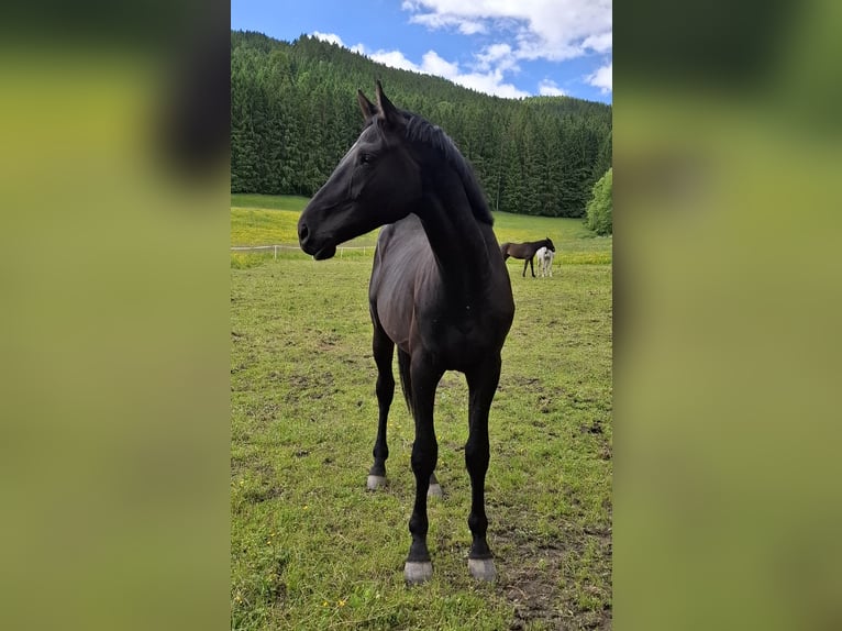 Österreichisches Warmblut Wallach 2 Jahre 165 cm Rappe in Sutsch