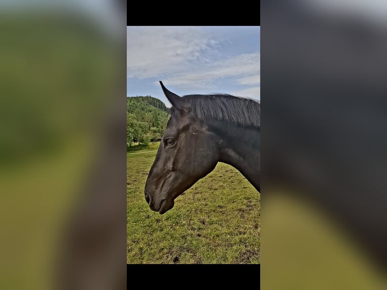 Österreichisches Warmblut Wallach 2 Jahre 165 cm Rappe in Sutsch