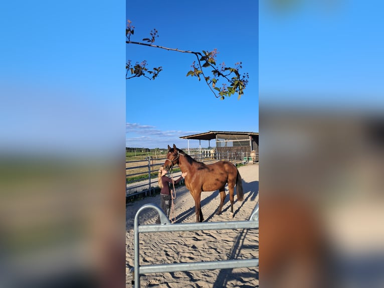 Österreichisches Warmblut Wallach 2 Jahre 168 cm Brauner in Weistrach