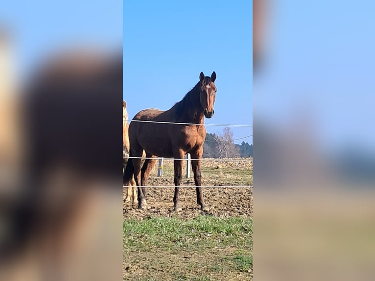 Österreichisches Warmblut Wallach 2 Jahre 168 cm Brauner in Weistrach