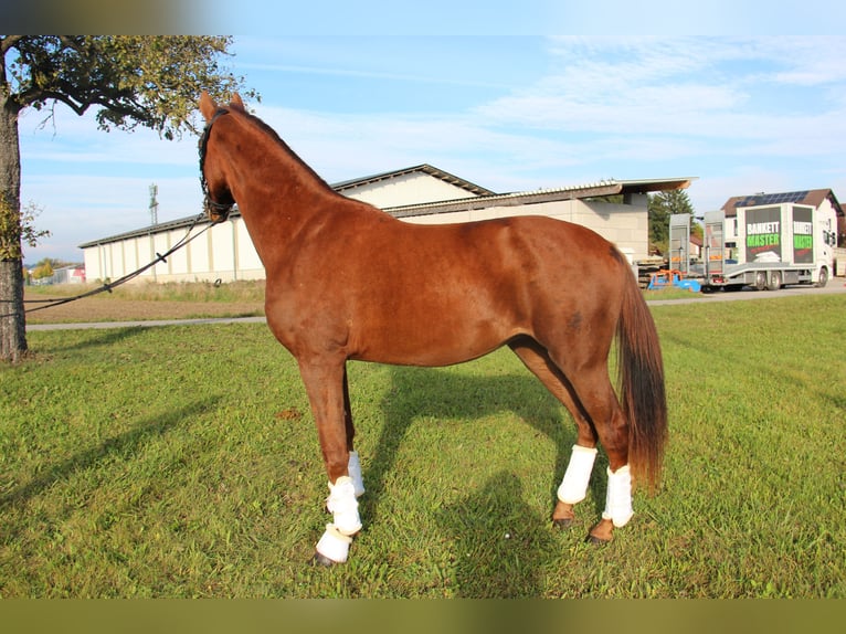 Österreichisches Warmblut Wallach 2 Jahre 169 cm Fuchs in Amstetten Österreichisches Warmblut Wallach 2 Jahre 169 cm Fuchs in Amstetten