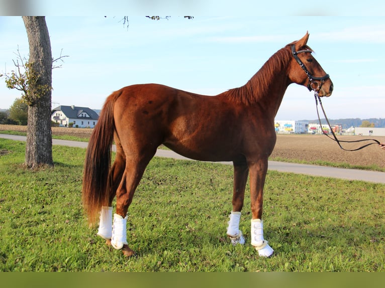 Österreichisches Warmblut Wallach 2 Jahre 169 cm Fuchs in Amstetten Österreichisches Warmblut Wallach 2 Jahre 169 cm Fuchs in Amstetten