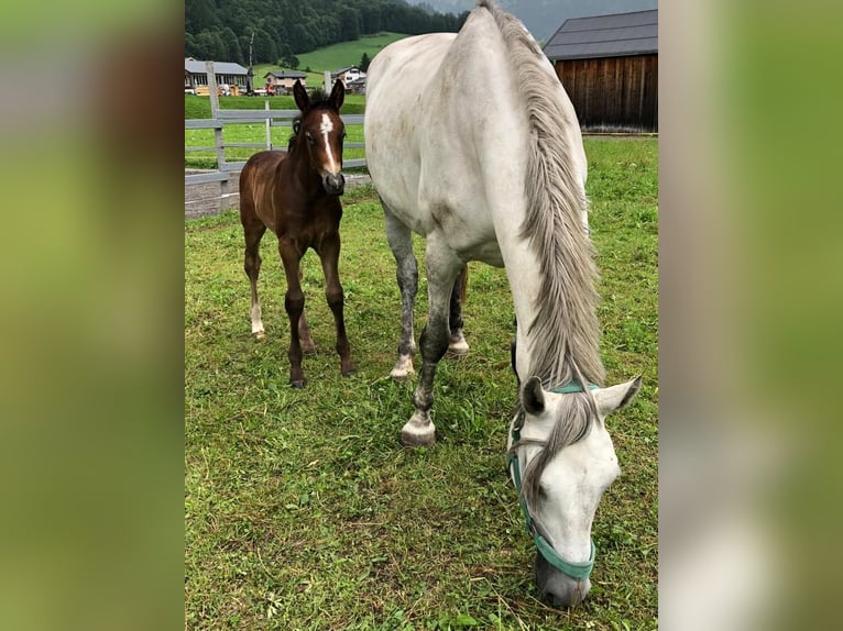 Österreichisches Warmblut Wallach 2 Jahre 170 cm Apfelschimmel in Au