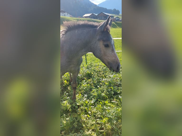 Österreichisches Warmblut Wallach 2 Jahre 170 cm Apfelschimmel in Au