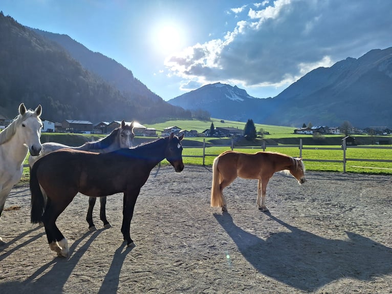 Österreichisches Warmblut Wallach 2 Jahre 170 cm Apfelschimmel in Au