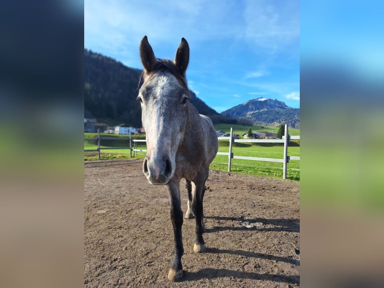 Österreichisches Warmblut Wallach 2 Jahre 170 cm in Au