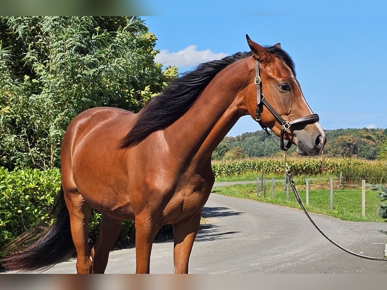 Österreichisches Warmblut Wallach 2 Jahre 171 cm Brauner in Minihof-Liebau