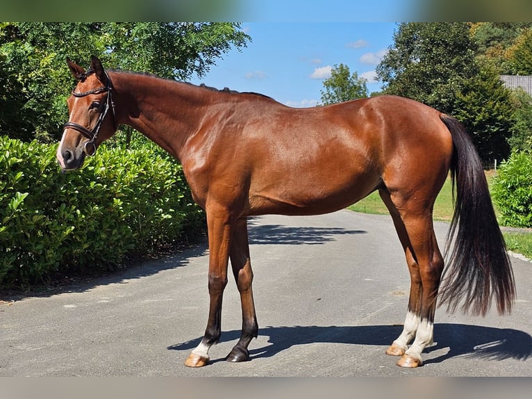 Österreichisches Warmblut Wallach 2 Jahre 171 cm Brauner in Minihof-Liebau