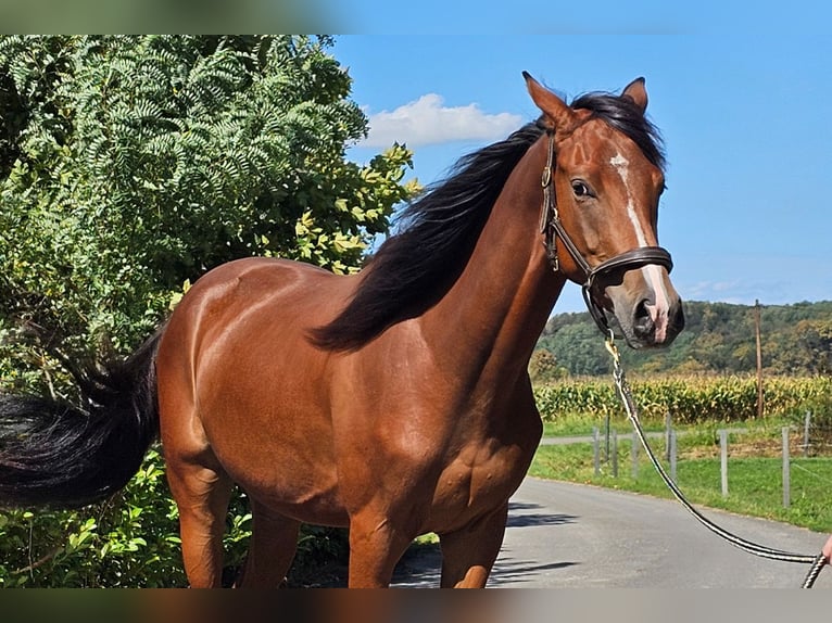 Österreichisches Warmblut Wallach 2 Jahre 171 cm Brauner in Minihof-Liebau