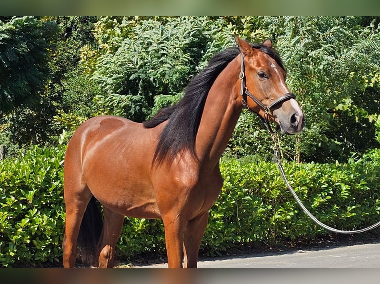 Österreichisches Warmblut Wallach 2 Jahre 171 cm Brauner in Minihof-Liebau