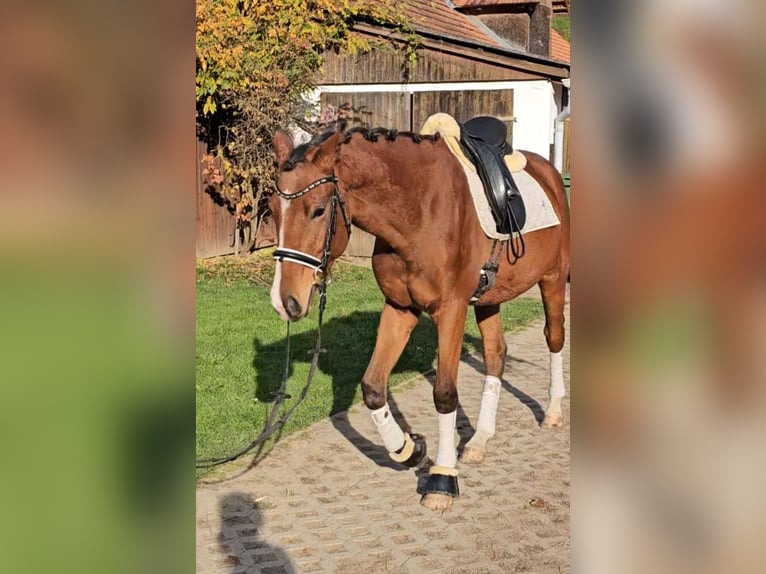 Österreichisches Warmblut Wallach 2 Jahre 171 cm Brauner in Minihof-Liebau