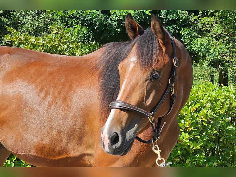 Österreichisches Warmblut Wallach 2 Jahre 171 cm Brauner in Minihof-Liebau