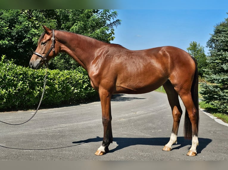 Österreichisches Warmblut Wallach 2 Jahre 171 cm Brauner in Minihof-Liebau