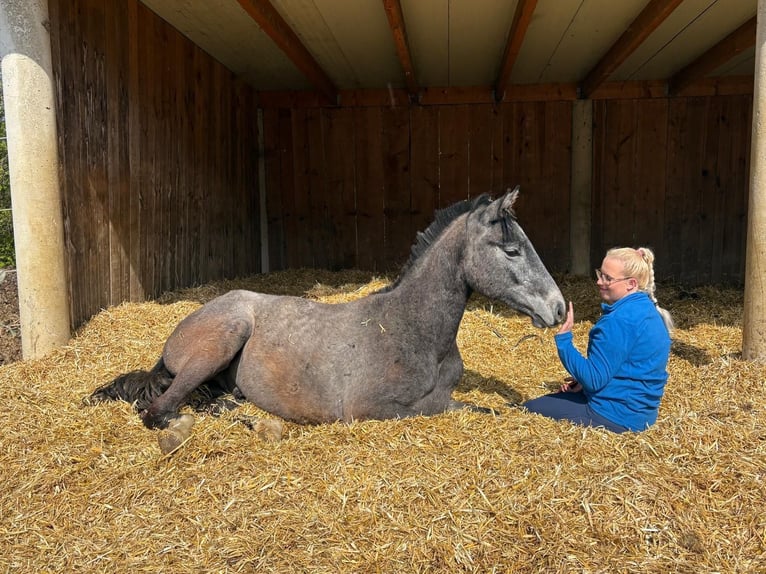Österreichisches Warmblut Wallach 2 Jahre Schimmel in Untergroßau
