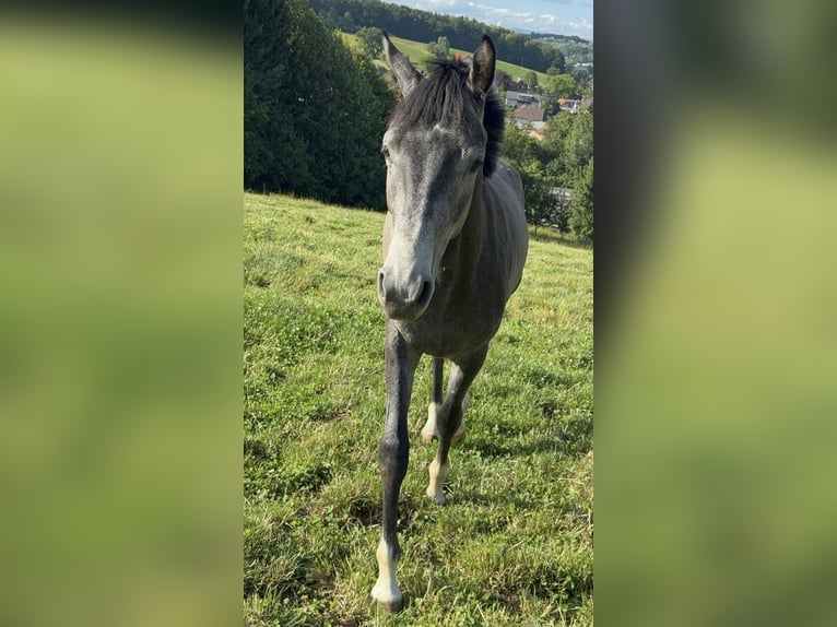 Österreichisches Warmblut Wallach 2 Jahre Schimmel in Untergroßau
