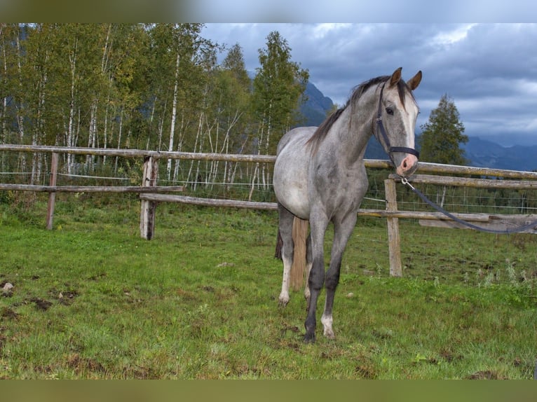 Österreichisches Warmblut Wallach 2 Jahre Schimmel in Selzthal