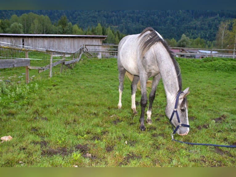 Österreichisches Warmblut Wallach 2 Jahre Schimmel in Selzthal