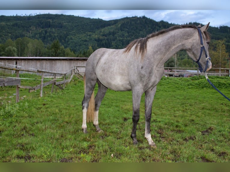 Österreichisches Warmblut Wallach 2 Jahre Schimmel in Selzthal