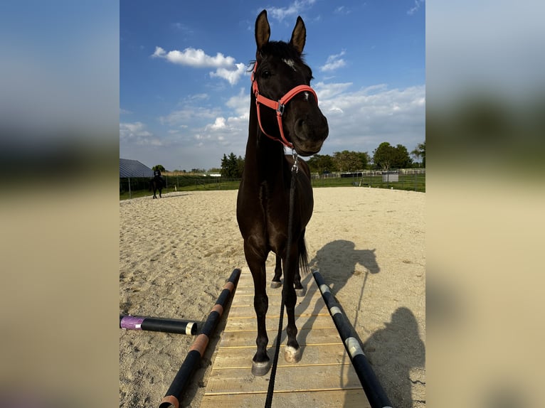 Österreichisches Warmblut Mix Wallach 3 Jahre 160 cm Brauner in Laa an der Thaya