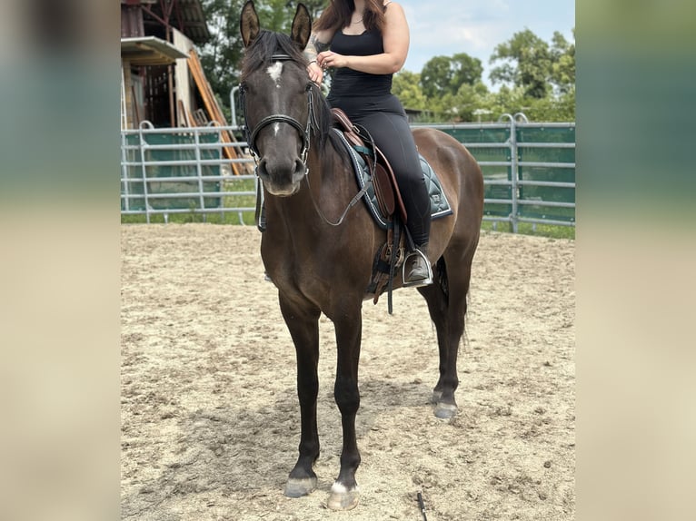 Österreichisches Warmblut Mix Wallach 3 Jahre 160 cm Brauner in Laa an der Thaya