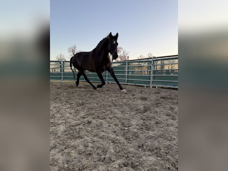 Österreichisches Warmblut Mix Wallach 3 Jahre 160 cm Brauner in Laa an der Thaya