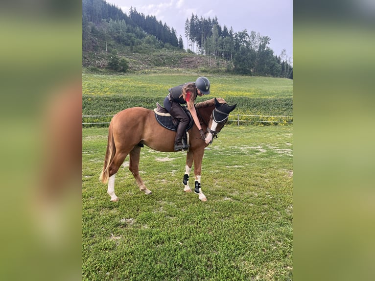 Österreichisches Warmblut Wallach 3 Jahre 160 cm Fuchs in Spielberg