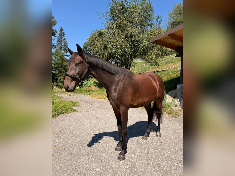 Österreichisches Warmblut Wallach 3 Jahre 162 cm Dunkelbrauner in Spittal an der Drau