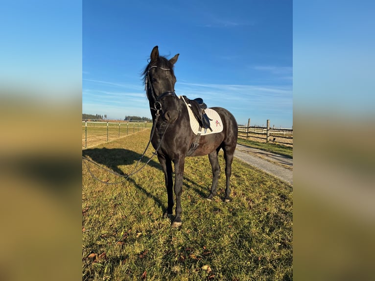 Österreichisches Warmblut Wallach 3 Jahre 163 cm in Sallingberg